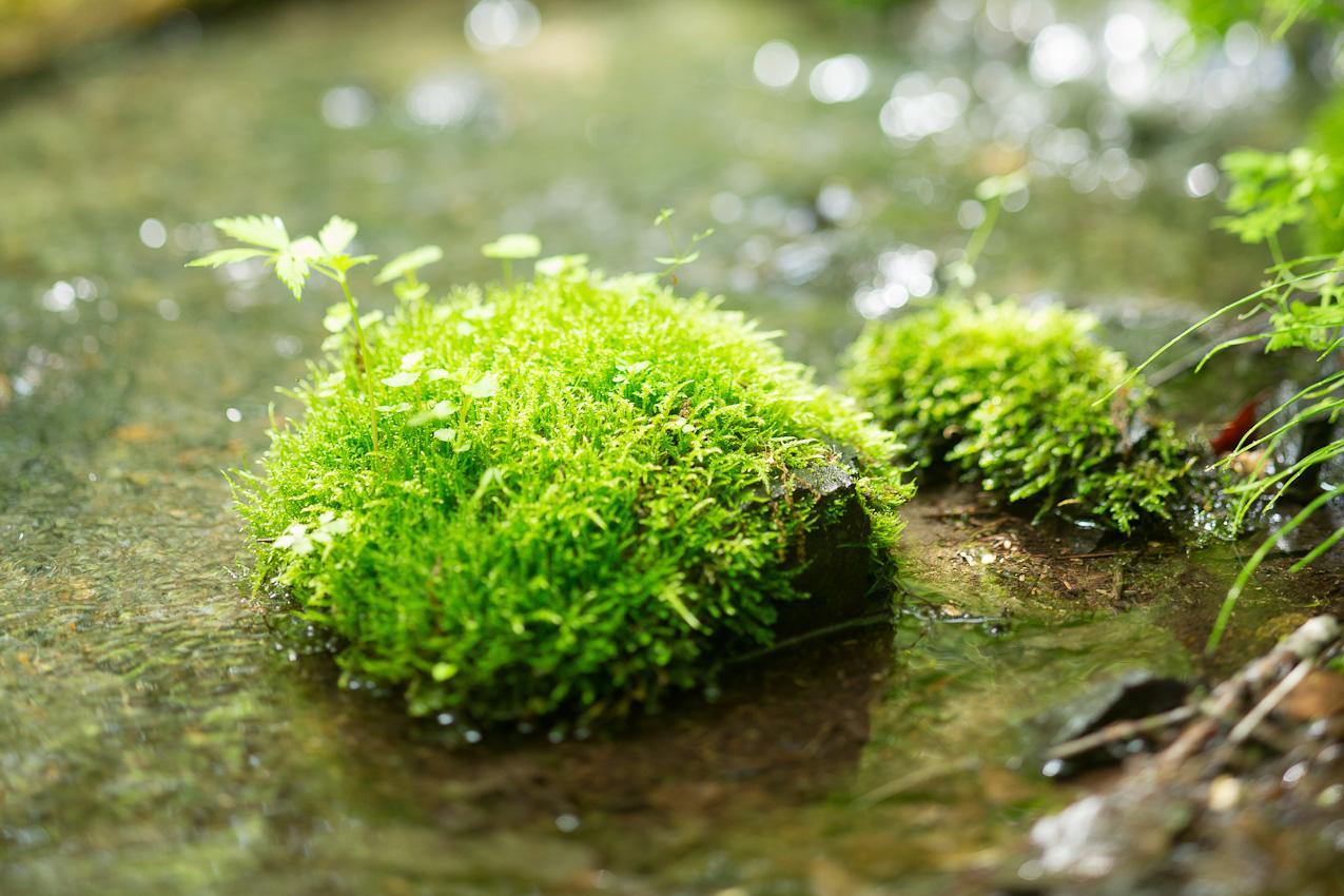 Отель Caro Foresta Kita Karuizawa Rio Цумагои Экстерьер фото